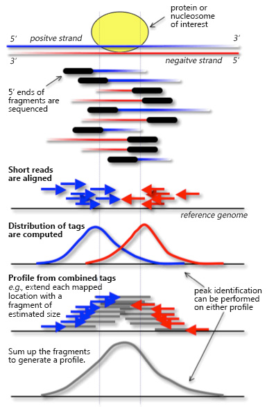 Schematic diagram of ChIP-Seq