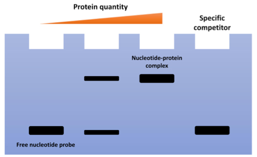 Schematic diagram of EMSA