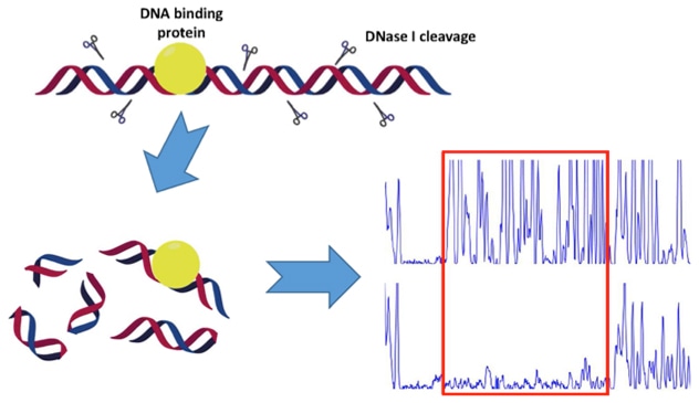 Schematic diagram of the DNase I footprinting assay