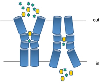 Schematic diagram of transporters