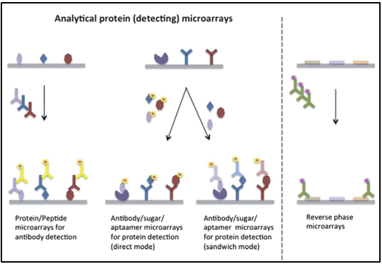 Examples of different types of protein chips