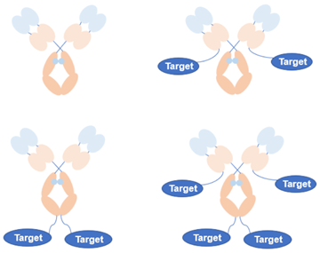 Structure of serum IgG fusion protein