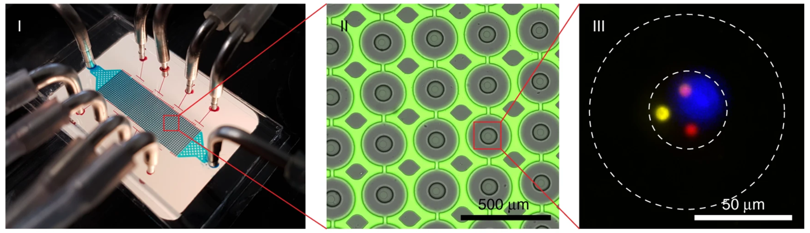 Single-cell enzyme assay