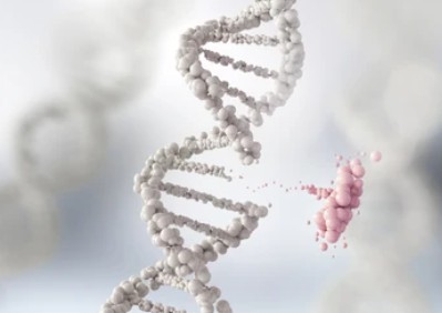 Site-directed Mutagenesis Library Construction 