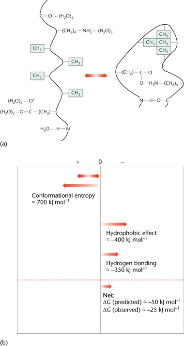 (a) Scheme  illustrating the formation of an intramolecular hydrogen bond, a hydrophobic  bond and an ion pair in the folding of a protein. (b) Contributions to the free  energy of folding of ribonuclease Sa at 25 °C and pH 7. Ribonuclease Sa  contains 96 amino acids. The values for the conformational entropy, hydrophobic  effect and hydrogen bonding are taken from experimental studies. Contributions  from ion pair formation are relatively small and not shown in this figure.