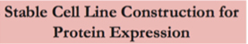 Stable Cell Line Cconstruction for Protein Expression