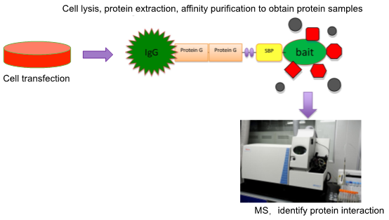  Tandem Affinity Purification (TAP)-MS