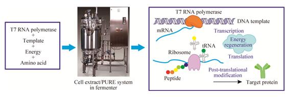 Wheat Germ Extract cell-free expression