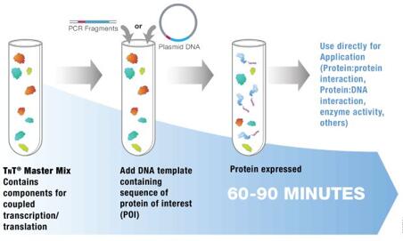 Wheat Germ Extract cell-free expression