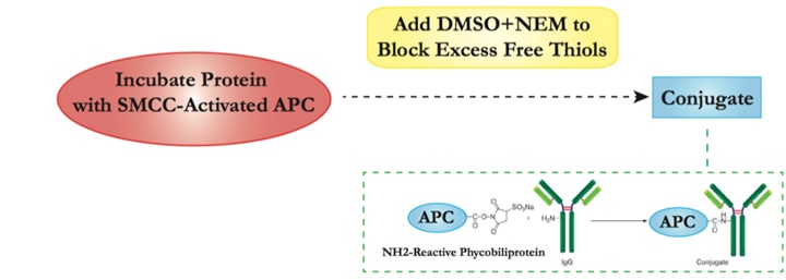 Workflow for APC Conjugation