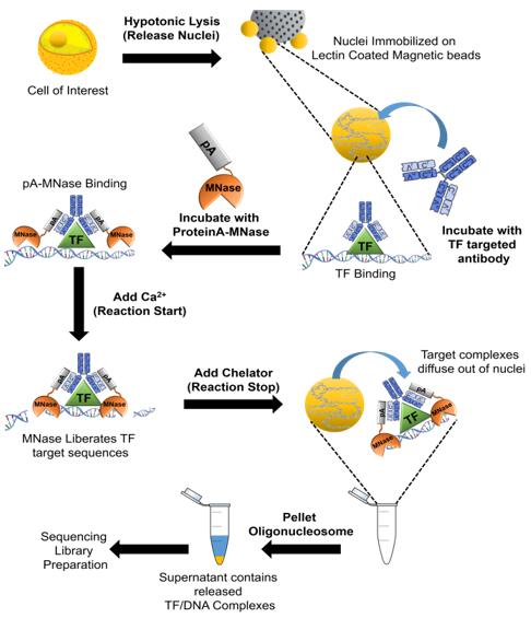 Workflow of CUT&RUN-sequencing[1]