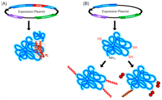 XTENylation of biologically active molecules