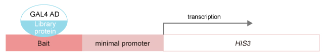 Yeast One-Hybrid Screening