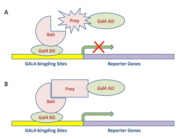 Yeast-Two-Hybrid-Screening