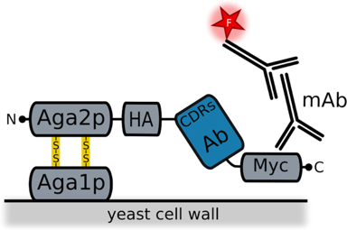 Yeast display service