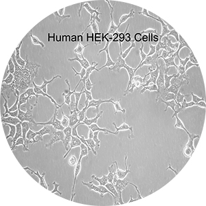 Human HEK-293 cells