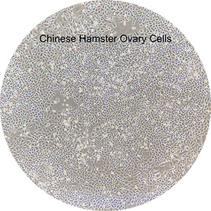 Chinese Hamster Ovary (CHO) cells