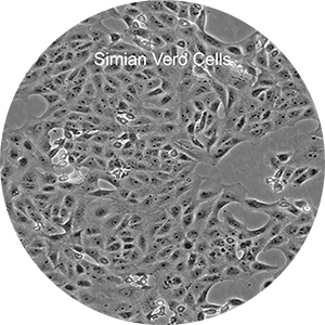 Simian Vero cells