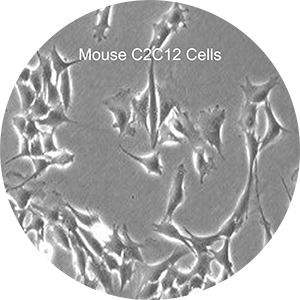 Mouse C2C12 cells