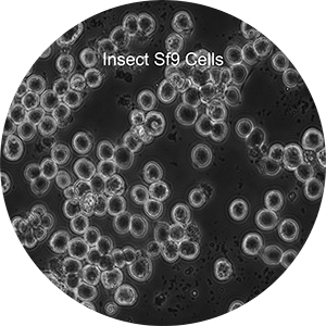 Insect Sf-9 cells
