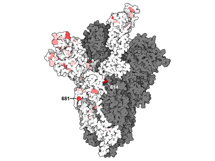Customized expression of SARS-CoV-2 protein variants