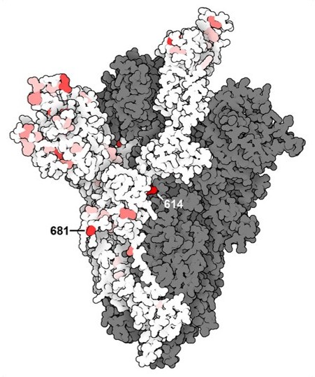 SARS-CoV-2 recombinant spike protein variants (rcsb)