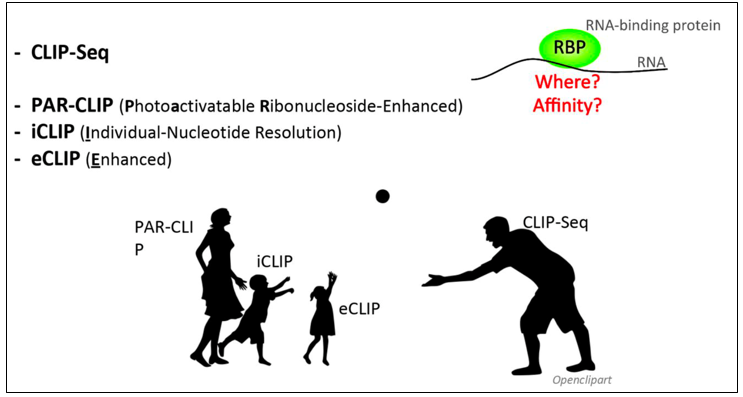 eCLIP-seq