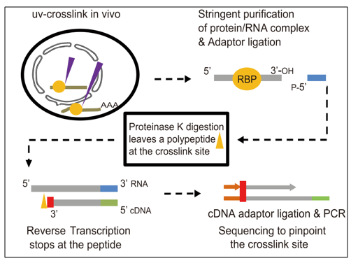 eCLIP-seq