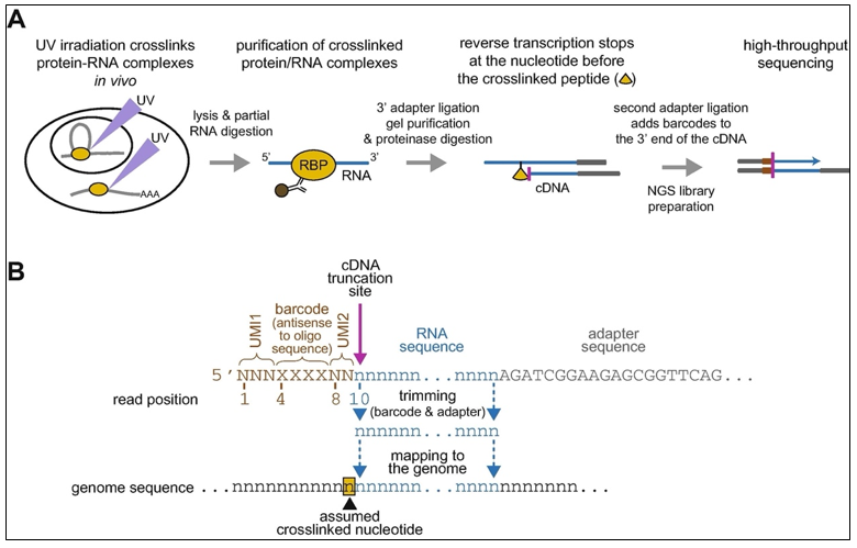 iCLIP-seq