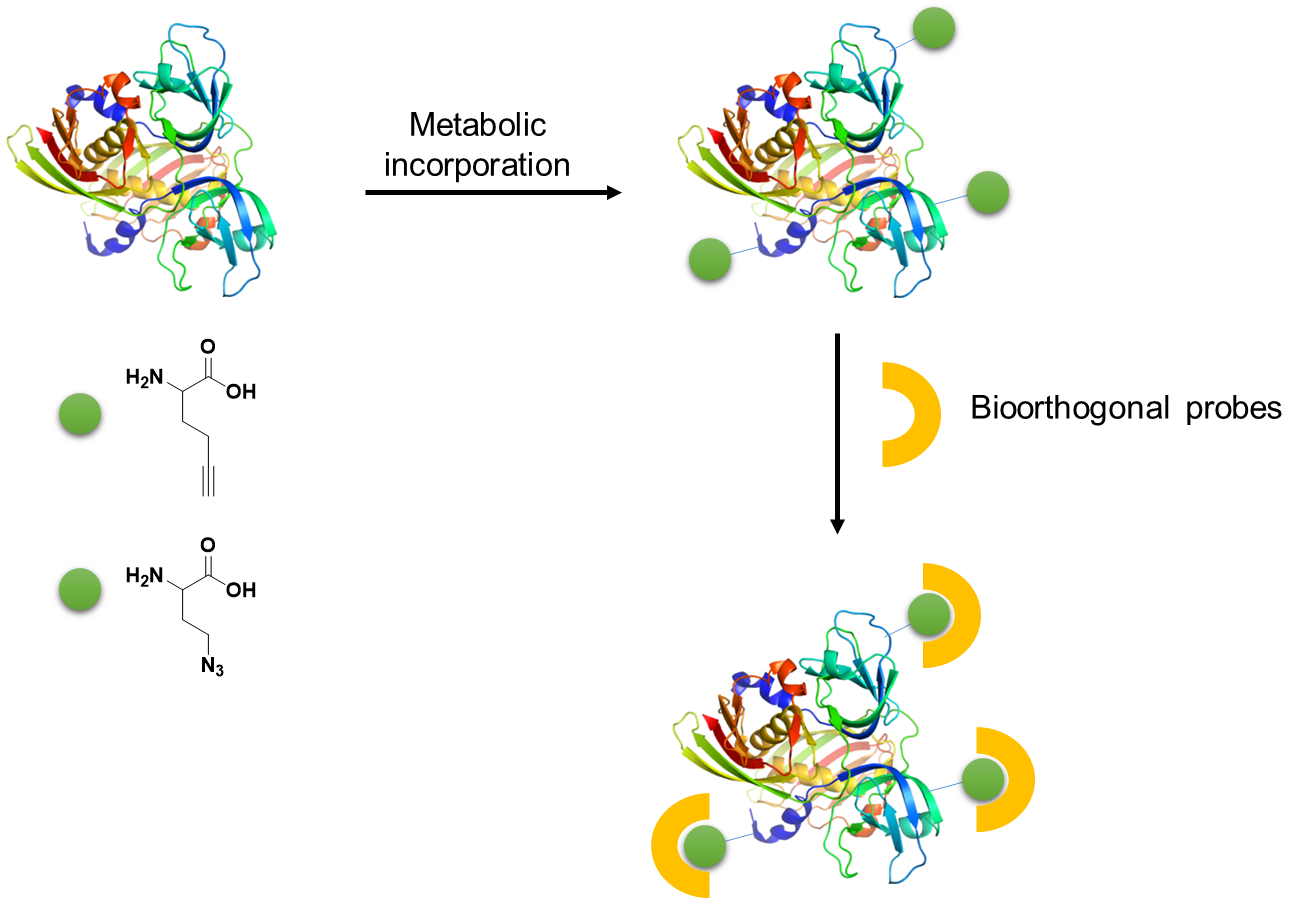 Incorporation of Unnatural Amino Acids