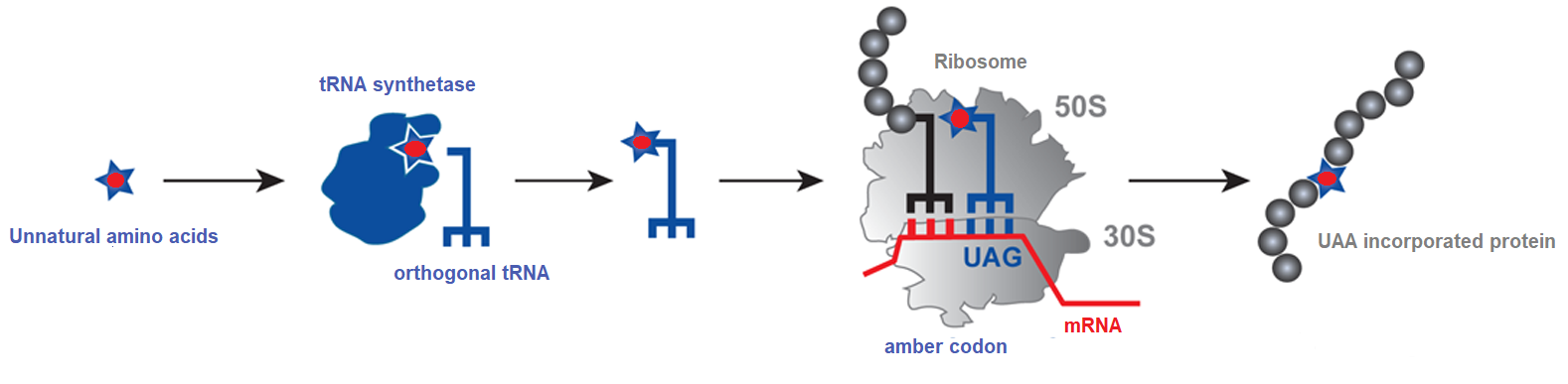 Incorporation of Unnatural Amino Acids