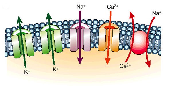 Ion Channel Screening Service