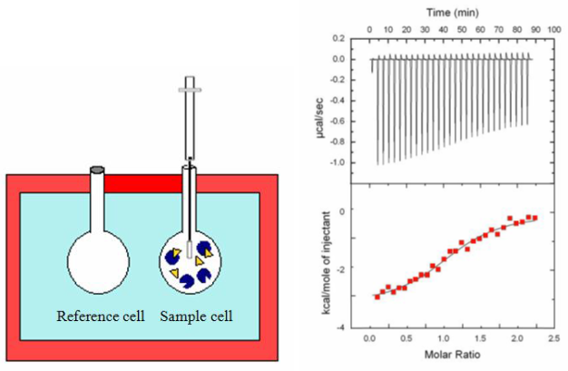 Configuration of an ITC reaction cell and a typical ITC experiment