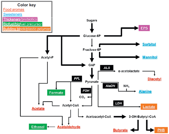 Metabolic pathway overview to produce some of the most industrial desired molecules
