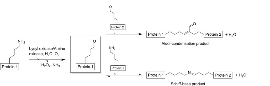 lysyl oxidase