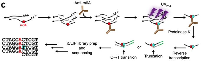  miCLIP-seq