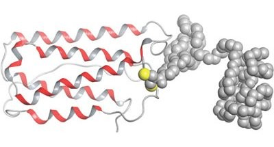 pegylation services 1