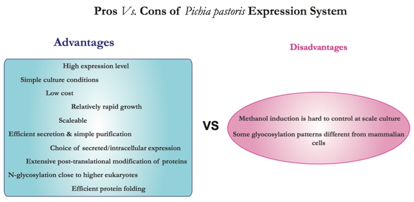 Pichia pastoris