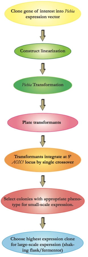 Protein Production Flow Chart