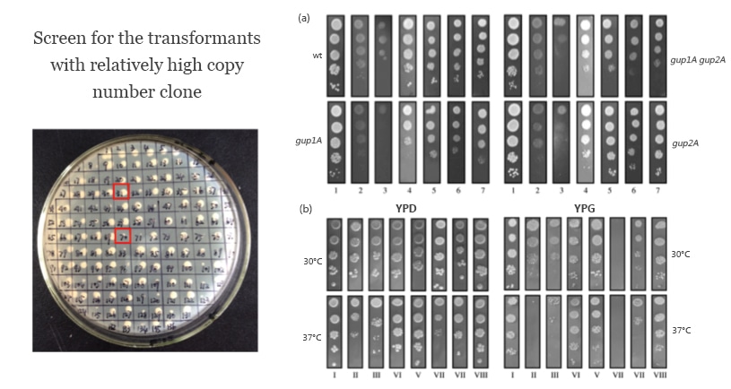 Screen for the transformants with relatively high copy number clone