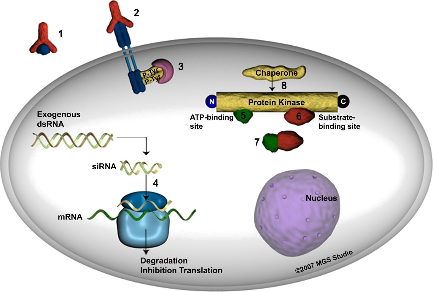 In Vitro Protein Kinase Assay Service