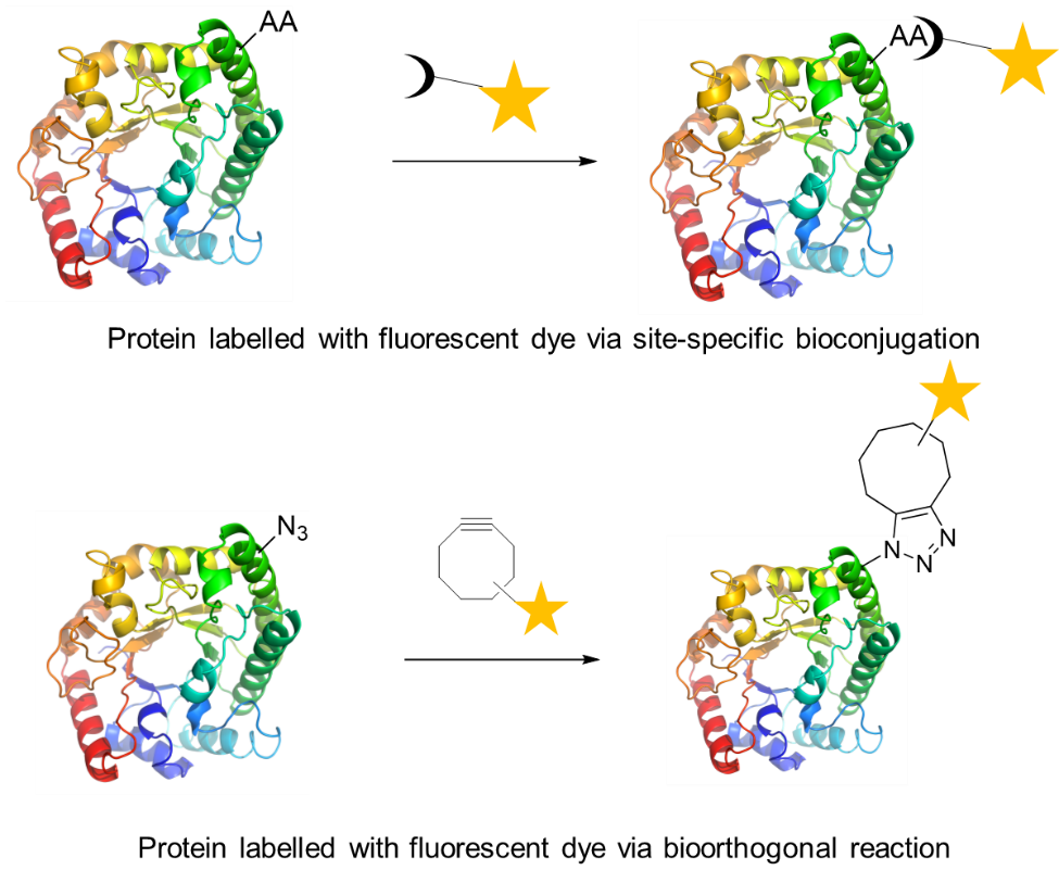 protein fluorophore-2