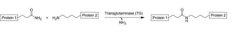 transglutaminase