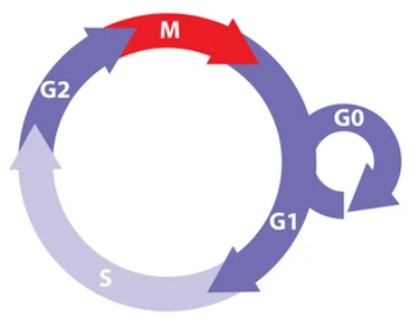 Cell Proliferation and Cell Cycle Assays