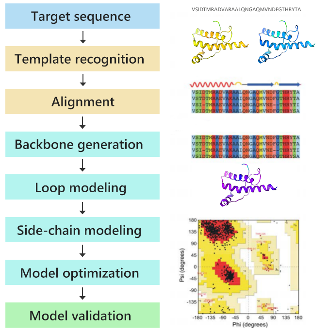 Protein structure prediction by homology modeling