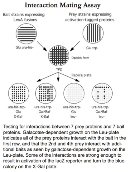Interaction Mating Assay