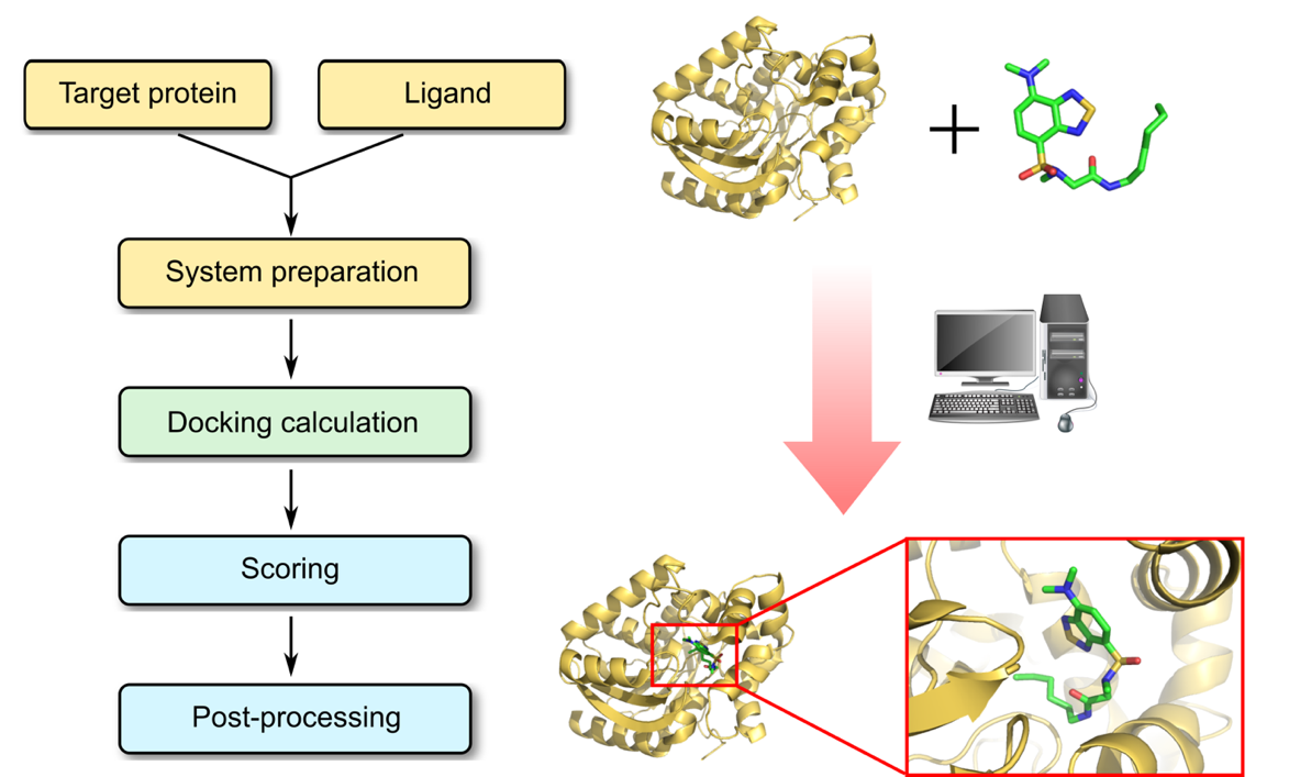 Protein-ligand docking process