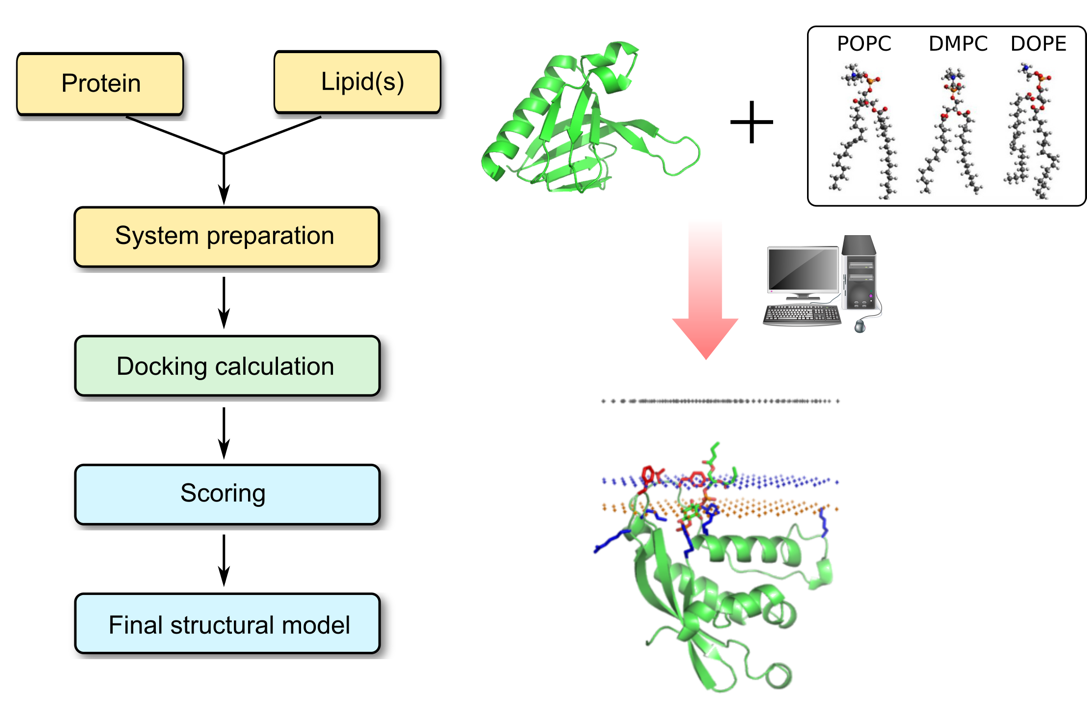 Protein–Lipid docking process