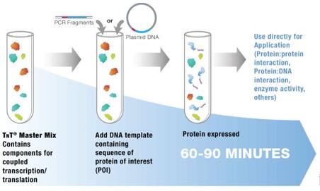 Wheat Germ Extract cell-free expression