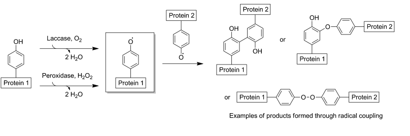 laccase-peroxidase